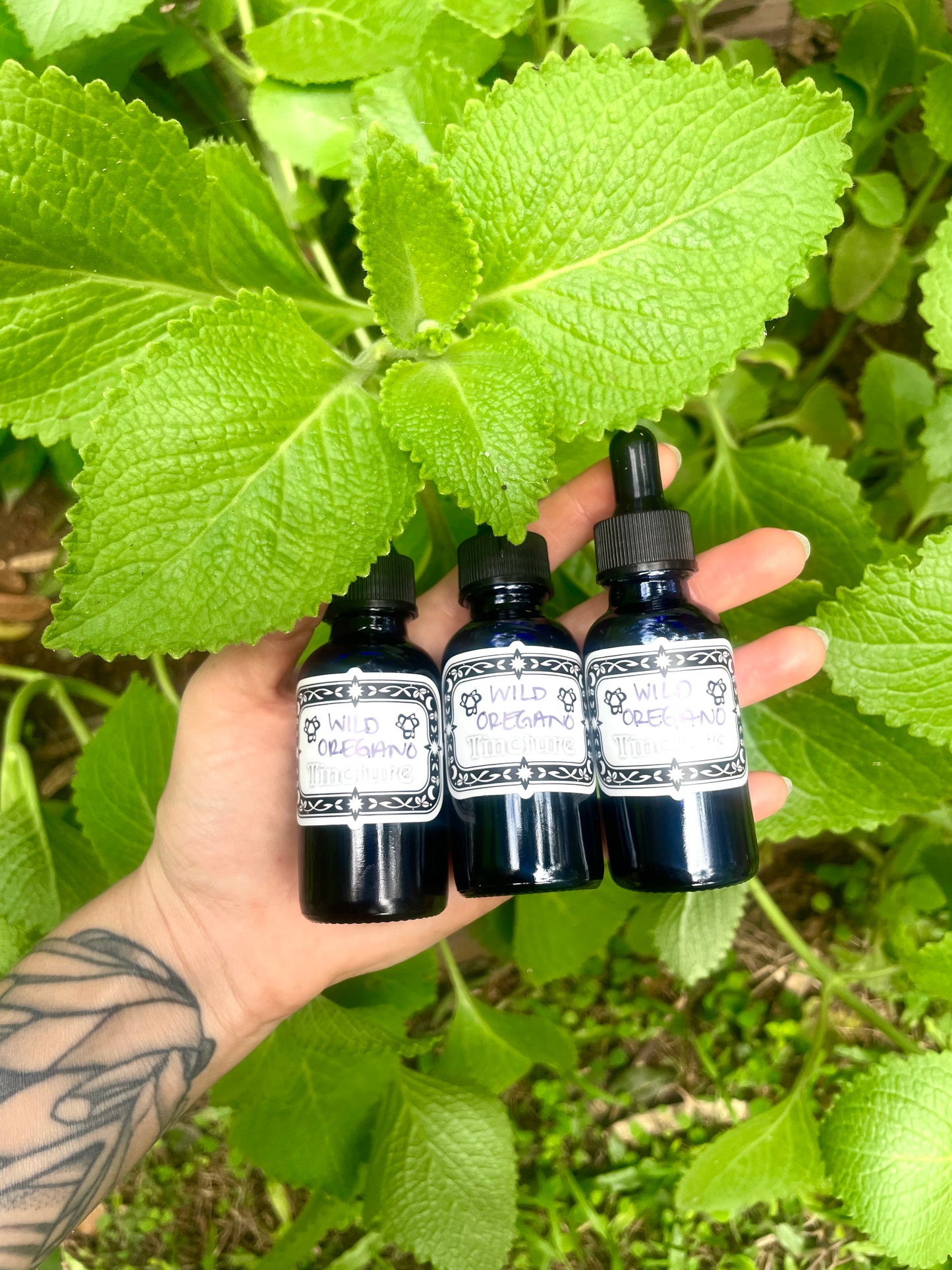 Wild Oregano Tincture